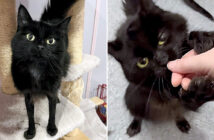 足が細い猫