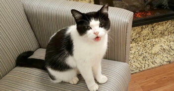 ある日、介護施設にふらっと現れた野良猫。それから毎日通ってくるようになり、ついに施設で働き始める！