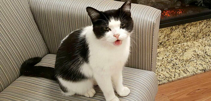 介護施設の猫