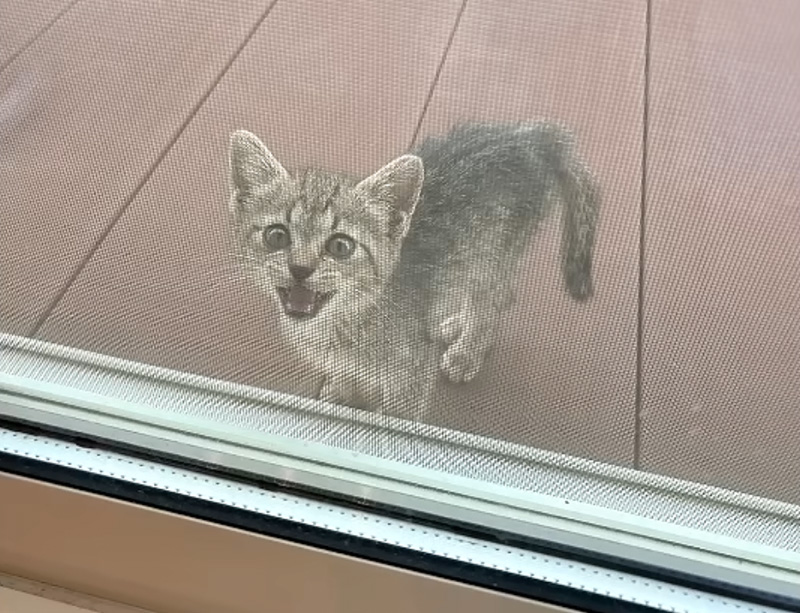 家の外に現れた子猫