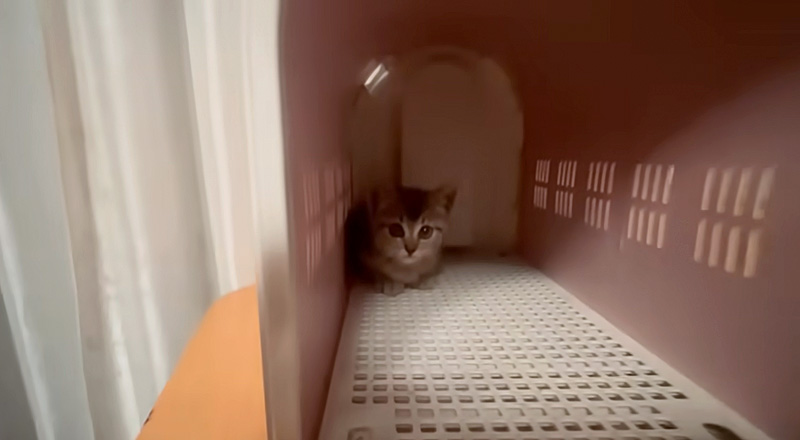キャリーから出て来ない子猫