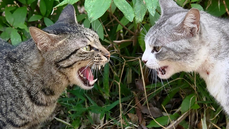 威嚇し合う猫達
