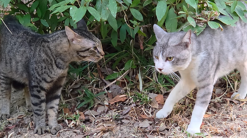 キジトラ猫の気迫に負けて撤退するキジ白猫