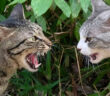 威嚇し合う猫達