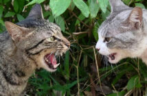 威嚇し合う猫達