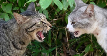 怒り狂うキジトラ猫の迫力に負けて撤退するサバ白猫。相手を刺激しないようにゆっくりと去っていく様子に緊張感が漂う! 威嚇し合う猫達