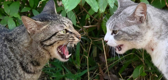 威嚇し合う猫達
