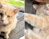 一度も振り返らずにキャリーの中に真っ直ぐに入ってきた野良猫。これまでで一番ののんびり屋の猫だと判明しました♡