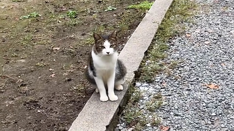 神社で迎えてくれた猫
