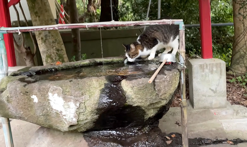 神社で水を飲む猫