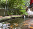 神社で水を飲む猫