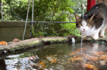 神社で水を飲む猫