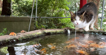 神社で水を飲む猫