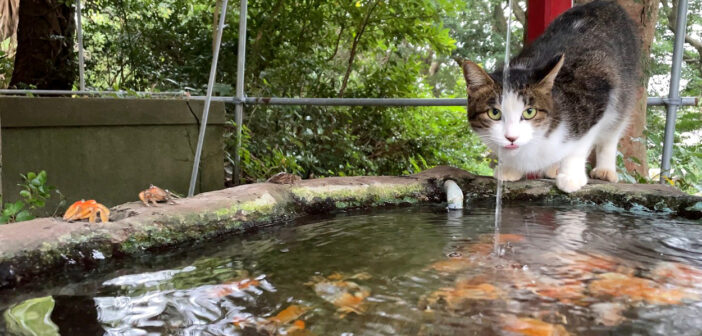 神社で水を飲む猫