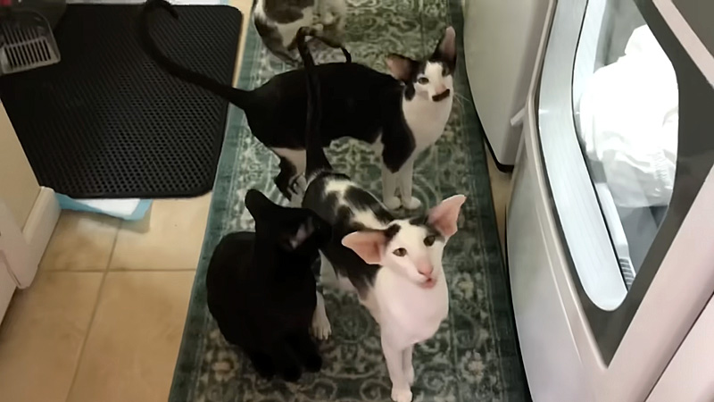 洗濯機の前で待ち構える猫達