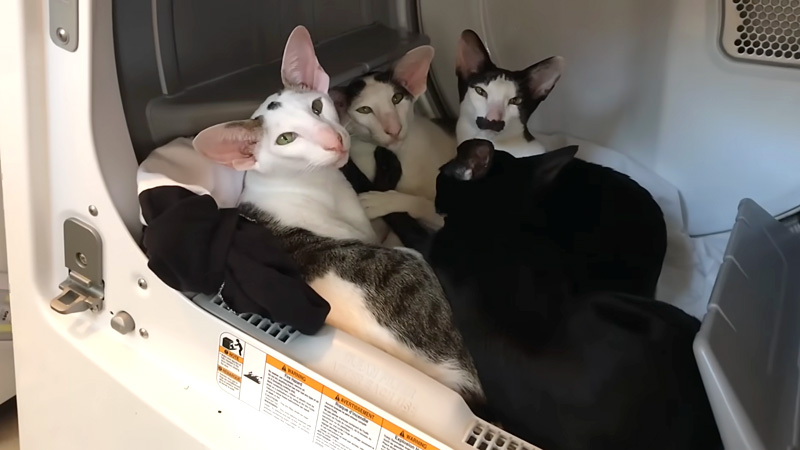 乾燥直後の洗濯物を堪能する猫達