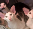 乾燥直後の洗濯物を堪能する猫達