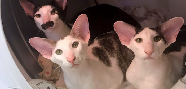乾燥直後のホカホカの洗濯物に目がない猫達。洗濯機の扉を開けるとすぐに飛び込んで、幸せ顔で酔いしれる姿にホッコリ♡