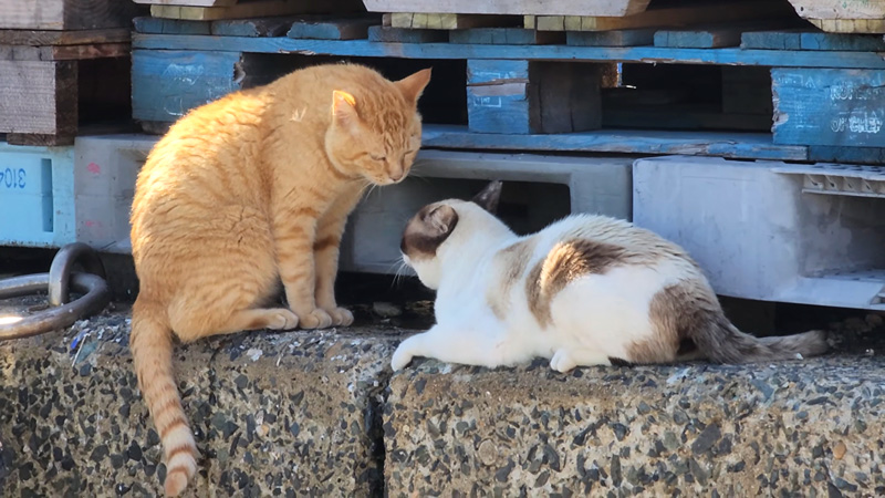 喧嘩する猫達