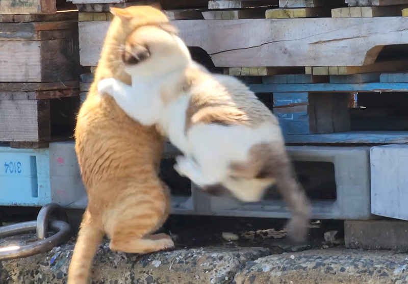 喧嘩して海に落ちる猫