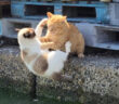 喧嘩して海に落ちる猫