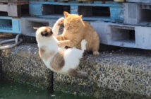 喧嘩して海に落ちる猫