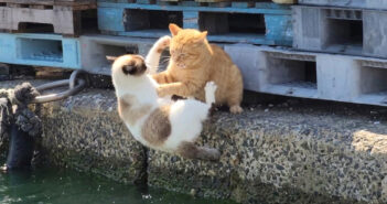 茶トラ猫に喧嘩を売ったタヌキ猫が海に落ちる! ずぶ濡れになりながらも、何とか縄を使って岸壁をよじ登る! 喧嘩して海に落ちる猫