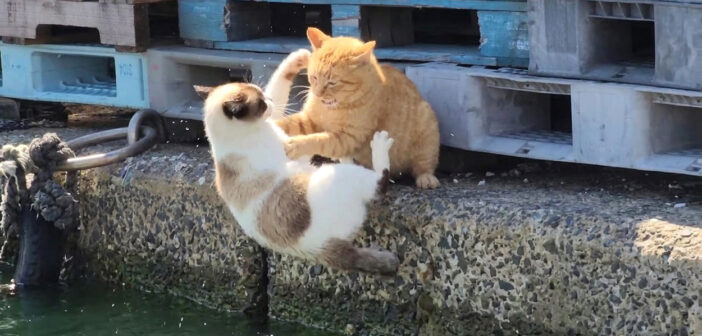 喧嘩して海に落ちる猫