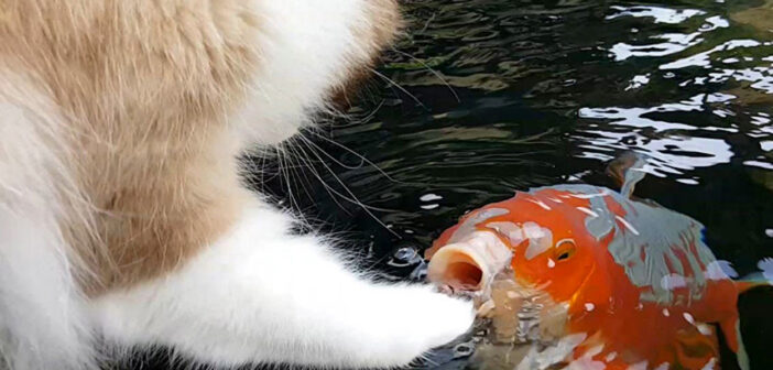 いつの間にか池のコイとお友達になった猫さん。コイと楽しそうに遊ぶ姿にビックリ (*ﾟ0ﾟ)！