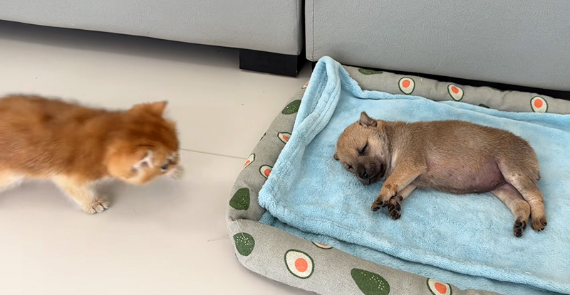 子犬を心配する子猫