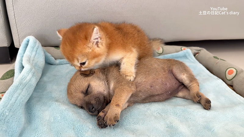 子犬を毛づくろいする子猫