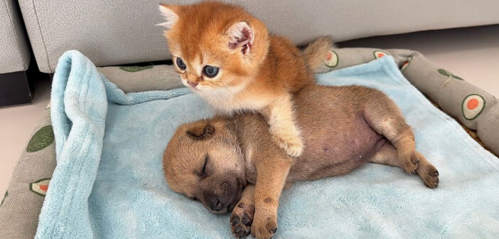 子犬を心配する子猫