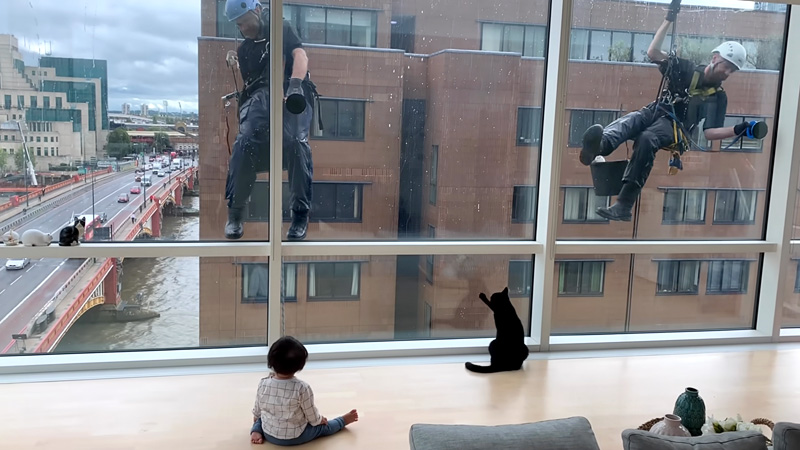 窓拭きおじさんが気になる猫