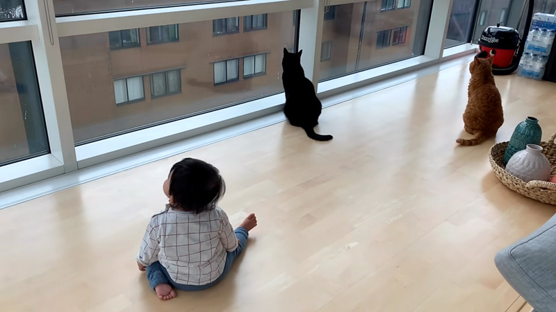 窓拭きおじさんが気になる猫達