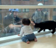 窓拭きおじさんに興味津々の猫