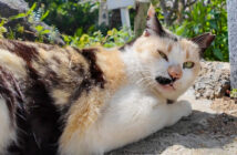神社で出会った猫