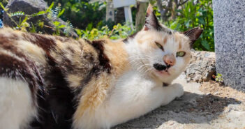 神社の猫さんを撮っていたら、めちゃめちゃ殴られた! 遠慮のない連続猫パンチが可愛くて、完全にノックアウト (〃∇〃)! 神社で出会った猫
