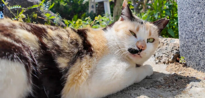 神社の猫さんを撮っていたら、めちゃめちゃ殴られた! 遠慮のない連続猫パンチが可愛くて、完全にノックアウト (〃∇〃)!