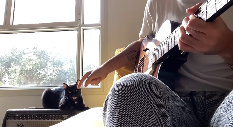 歌を歌う猫