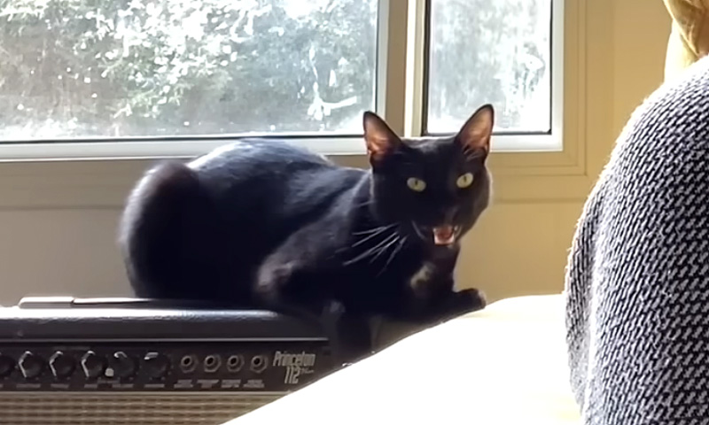 歌を歌う猫