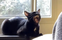 歌を歌う猫