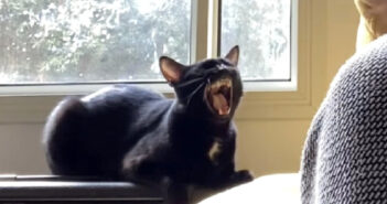 歌を歌う猫