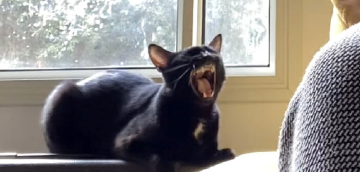 歌を歌う猫