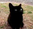 黒猫子猫