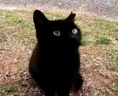猫の集会所に集まっていた猫達をナデナデしていたら、黒猫の子猫が遠慮がちにモフモフされにやって来た ( *´艸｀)♡