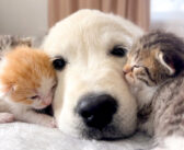 ゴールデンレトリバーの子犬に群がる子猫達。幸せそうに寄り添いながら、みんなで甘える姿が可愛すぎた ( *´艸`)♡