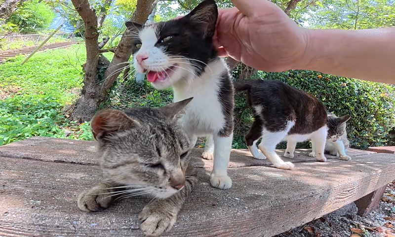 暑くて口呼吸を始めた猫