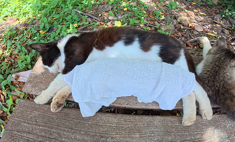 熱中症対策の応急処置をされた猫