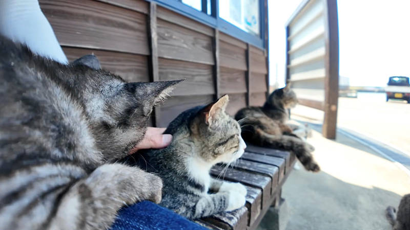 猫島のたくさんの猫達