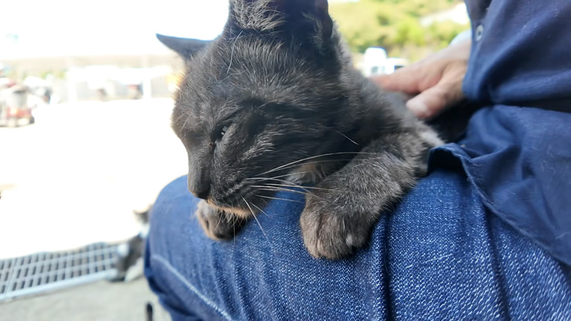 ナデナデを楽しむ猫